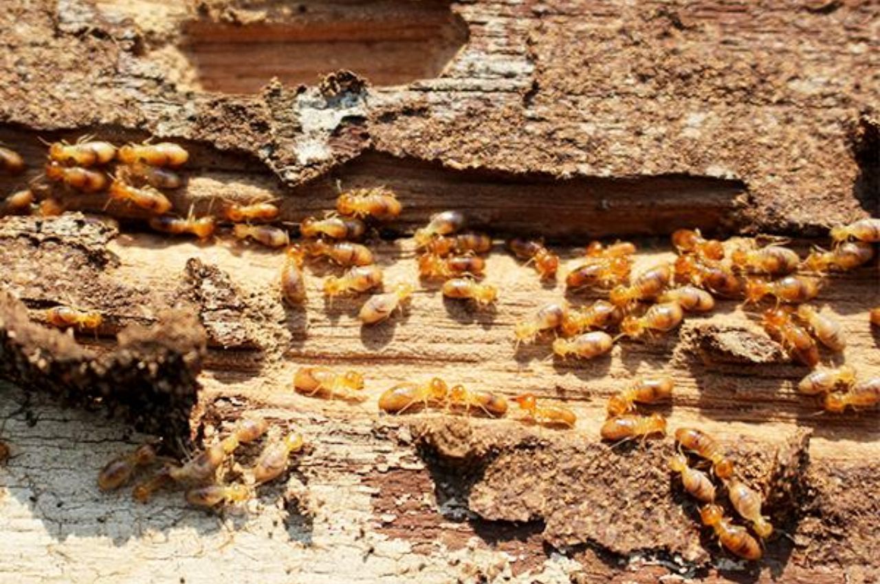 Termite Control in Bangladesh